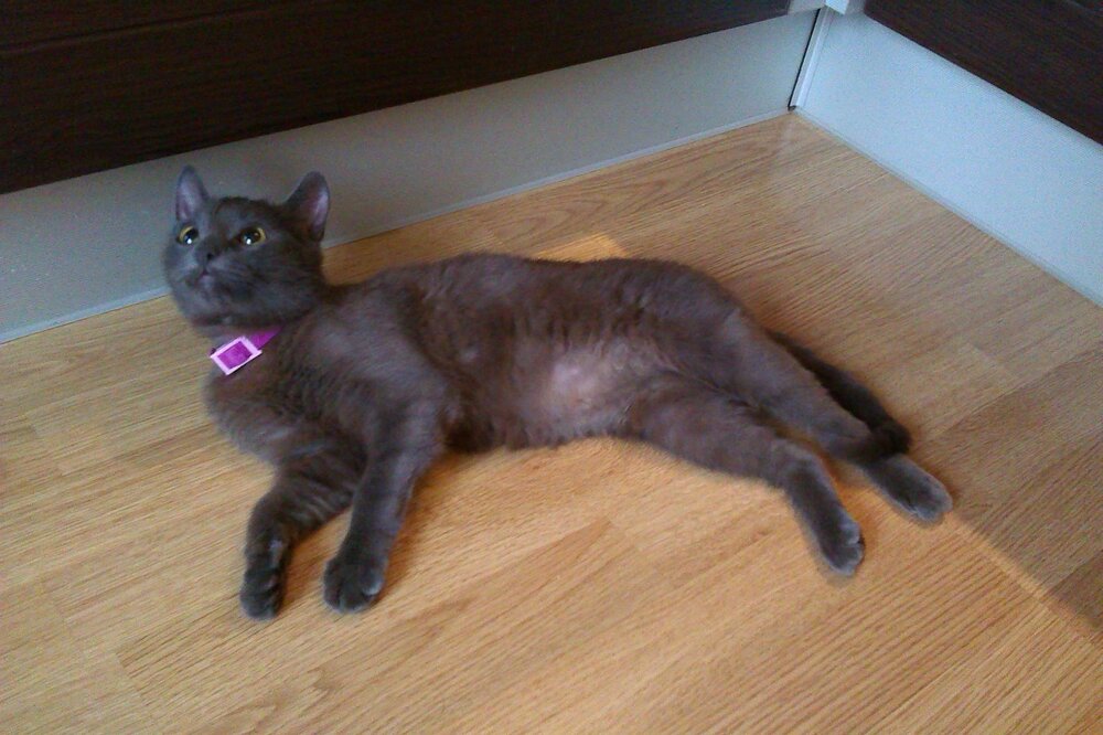 kot3_2.thumb.jpg.cb0f6ce4f4874fac50c10fbe68291014.jpg