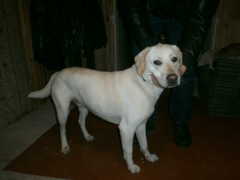 labrador.thumb.JPG.e33db3f7362b2998a545d29d7f0efc7f.JPG