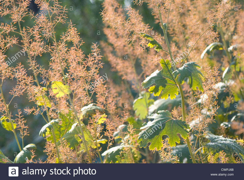 macleaya-cordata-plume-poppy-CWPJ68.thumb.jpg.1baef5ddb46964dee48aad4ca9acfd49.jpg
