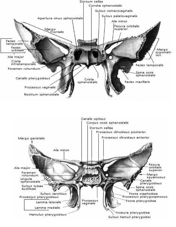 os_sphenoidale.thumb.JPG.41b474f9abffd335b6ae85eb6e3db786.JPG