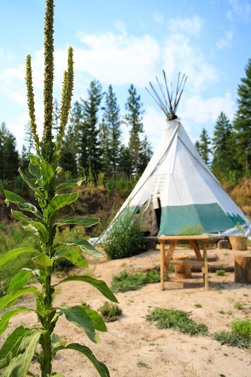 pretty-tipi.thumb.jpg.2b62fd6a14615fa41d22c70f1a9f43ab.jpg