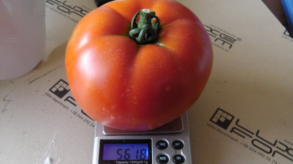 tomat1.thumb.jpg.b7337f1093bedd621d1f45ef019547d2.jpg