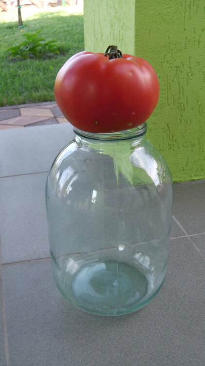 tomat2.thumb.jpg.e0284ff6198324ccf1d327563f4fd19e.jpg