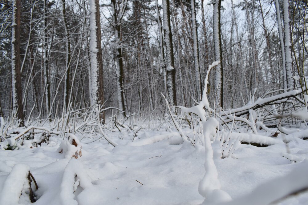 winter_forest.thumb.jpg.7a29e570627bc9684261908bedb5cc67.jpg