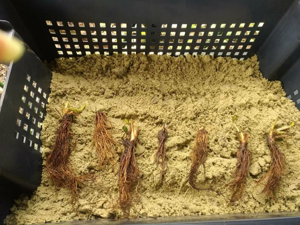 Клубника Королева Елизавета.JPEG