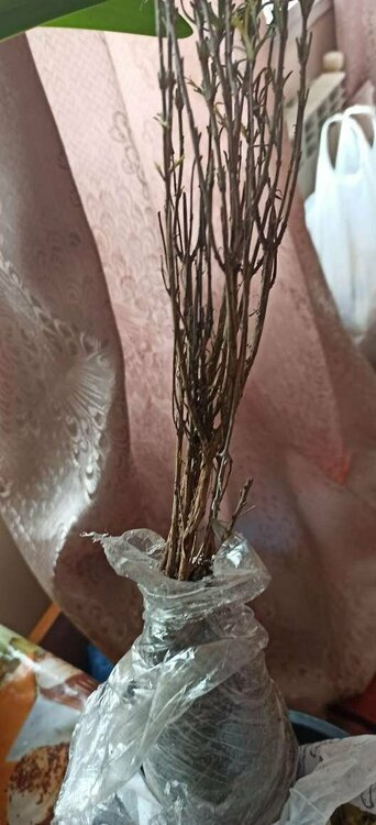 Лаванда Мiс Катерин.JPEG