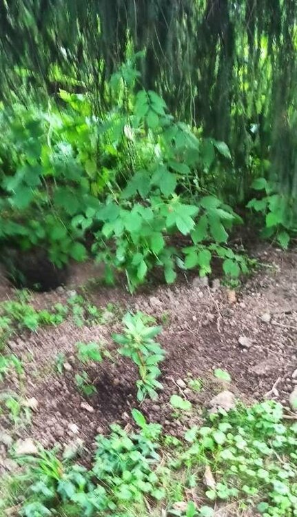 Розеум Элеганс.JPEG