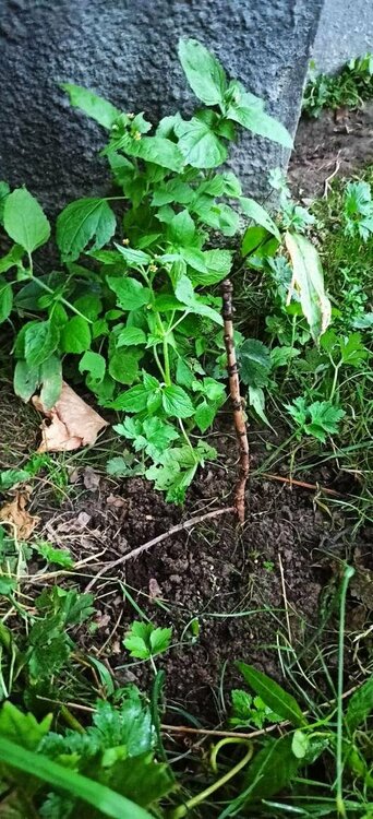 петиоларис 1.JPEG