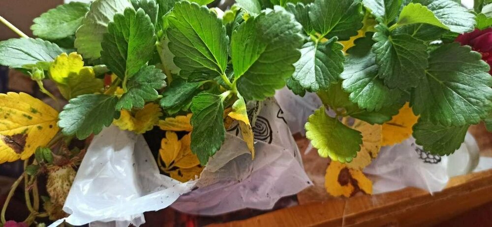 Ампельная клубника Тоскана.JPEG