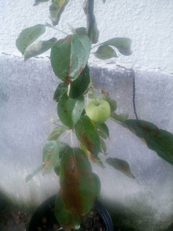 Белый налив.JPEG