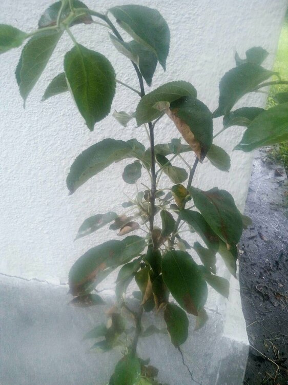 Белый налив 4.JPEG