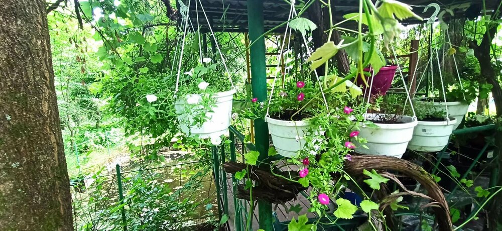 Сурфиния ЛизГард.JPEG