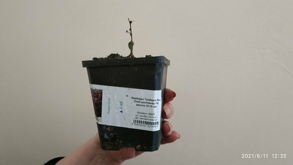 Барбарис Тунберга.jpeg