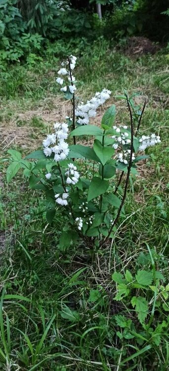 Белая дейция.JPEG