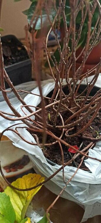 Андромеда Блю Айс.JPEG