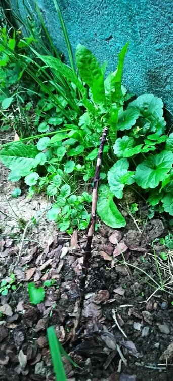 Петиоларис 2.JPEG