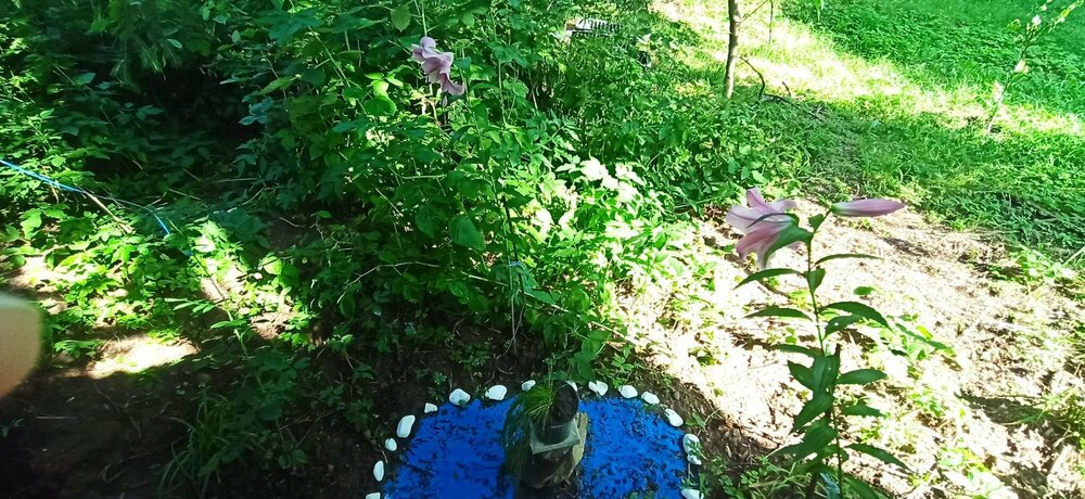 Лилии с изолепсисом.JPEG