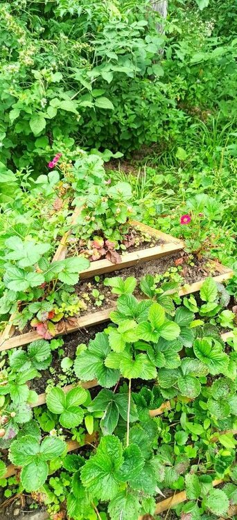 Клубника в пирамиде.JPEG