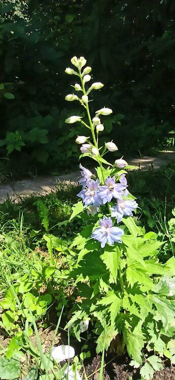 Дельфиниум расцвел.jpg