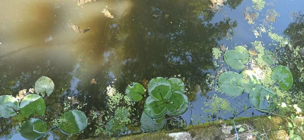 Три нимфеи.JPEG