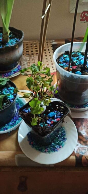 Горец бальджуанский.JPEG