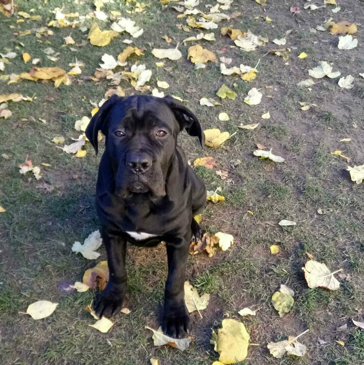 Апполон 1.jpg