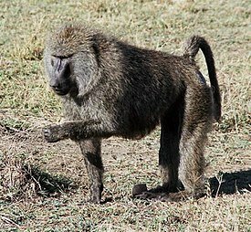 275px-Olivebaboon.jpg.736e73fcbdb3f5e69b1b5e2d7799ca6a.jpg