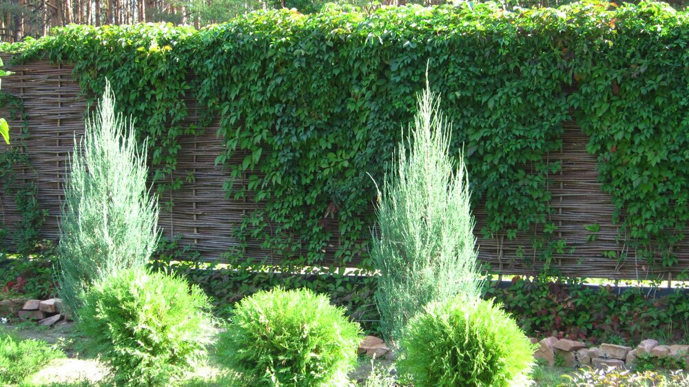 Изображение 2072.jpg