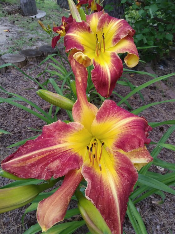 20210712_151918 (2).jpg