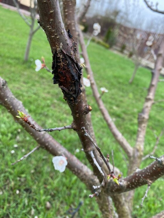 Абрикос 6.jpg