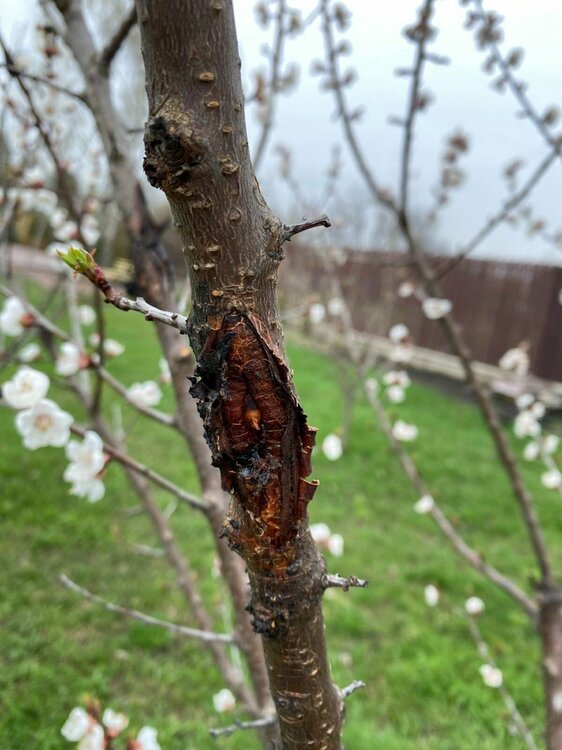 Абрикос 5.jpg