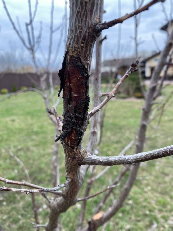 Абрикос 4.jpg