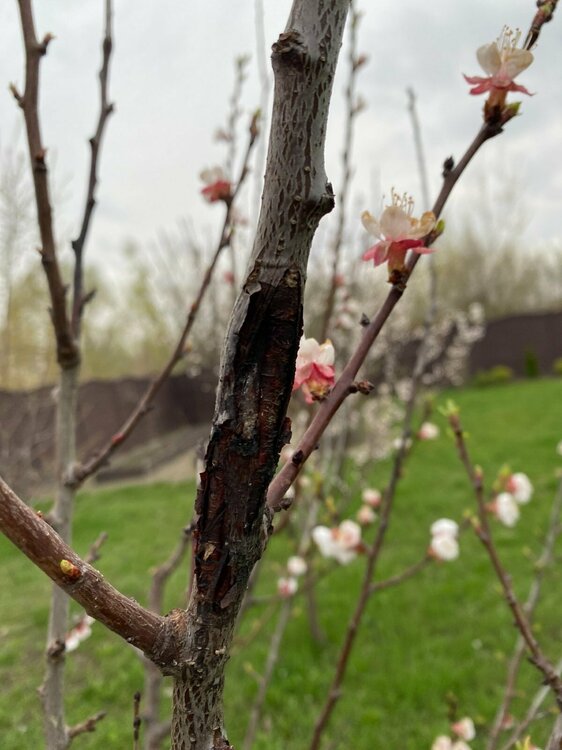 Абрикос 7.jpg