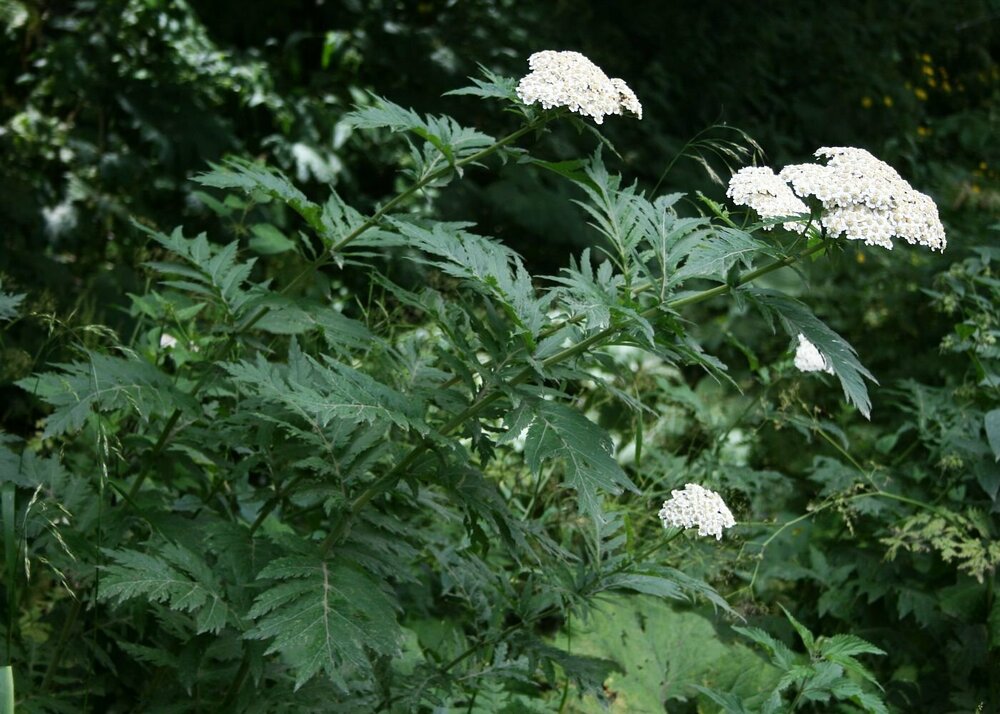 Tanacetum_macrophyllum_3.jpg