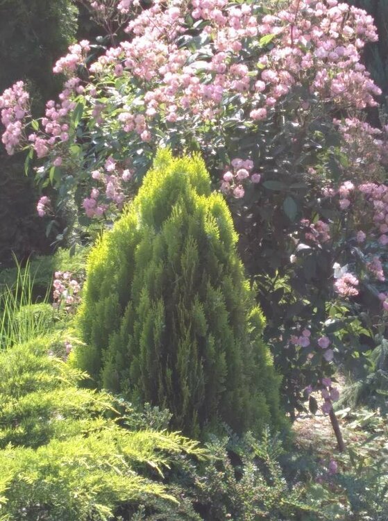 1686985921165 (1).JPEG