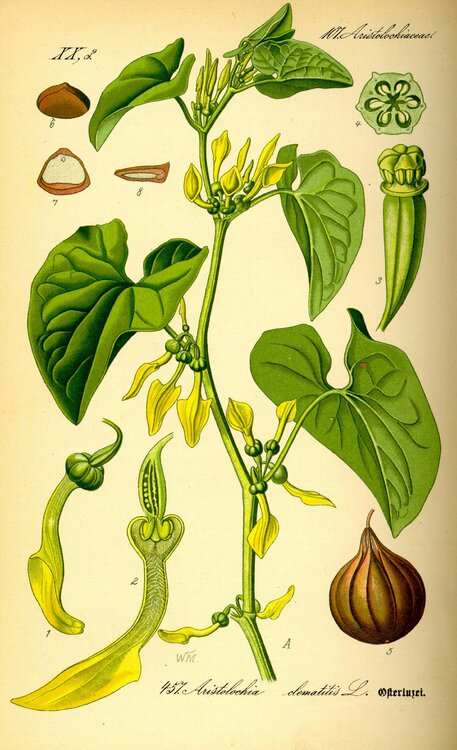 Illustration_Aristolochia_clematitis.jpg