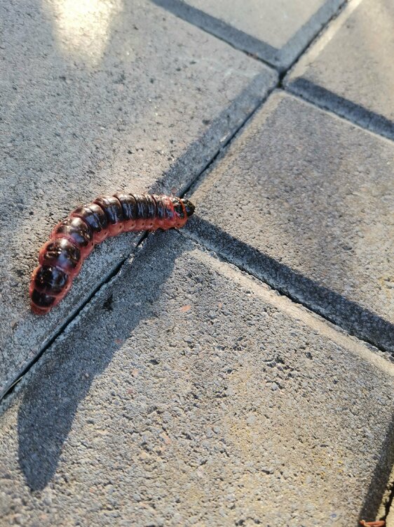 IMG_20230930_163355 (1).jpg