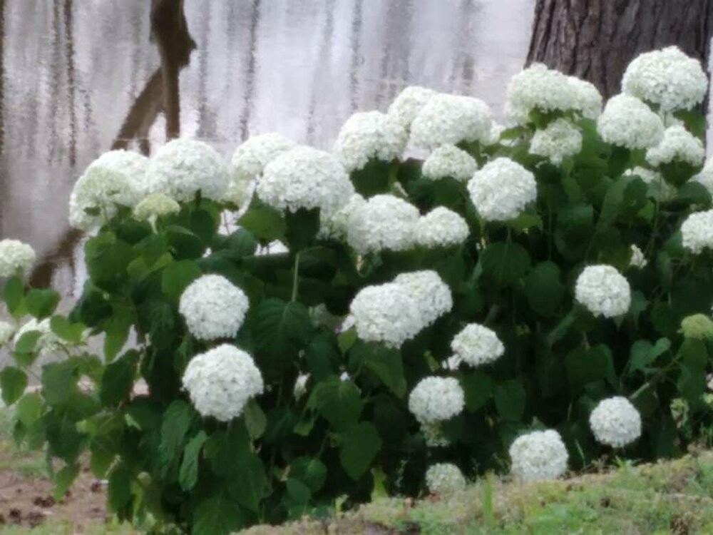 1688294206072 (1).JPEG