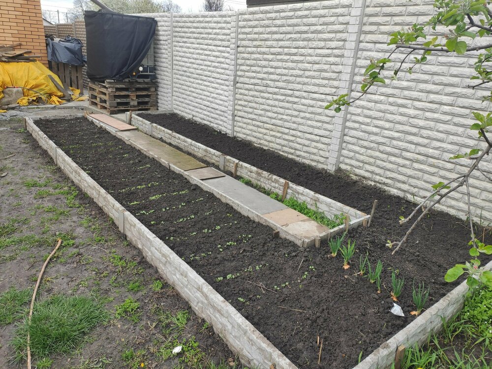 грядки.jpg