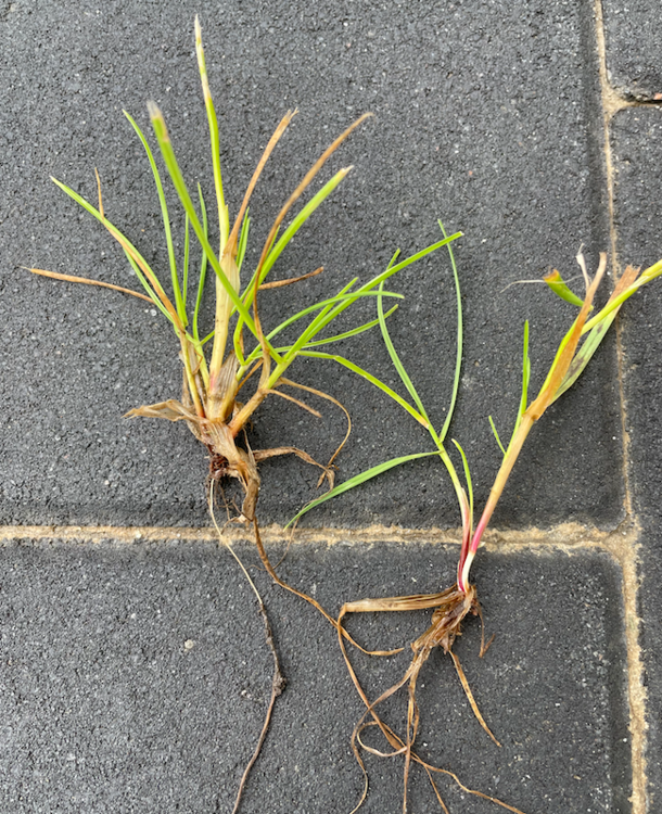 Screenshot 2024-06-16 at 13.05.28.png