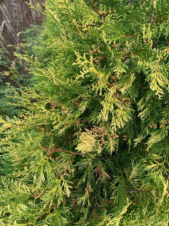 туя.jpg