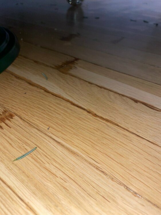 IMG_1991 — велике.jpeg