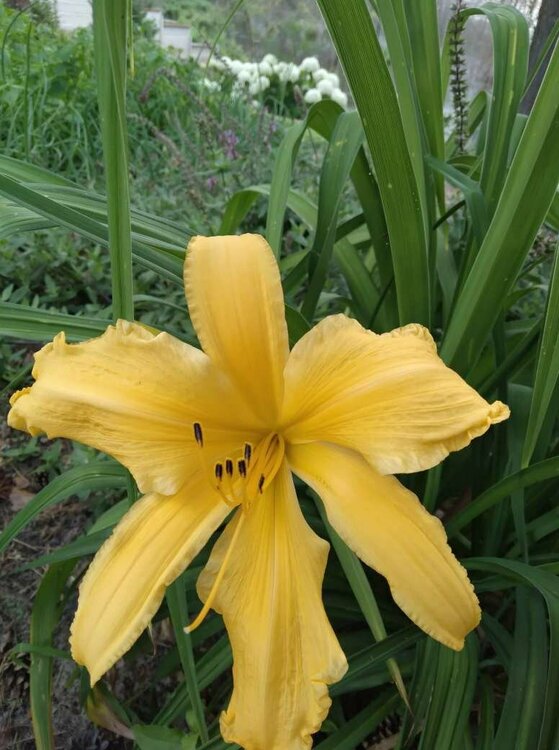 1688294145379 (1).JPEG