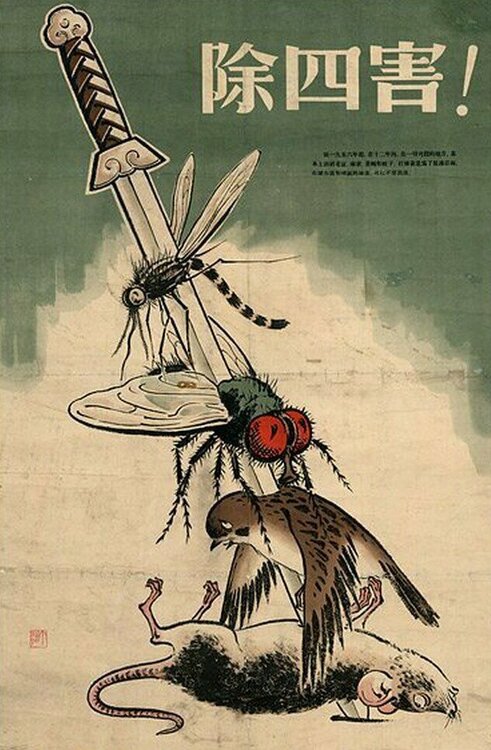 Kill_bird_and_insect.jpg