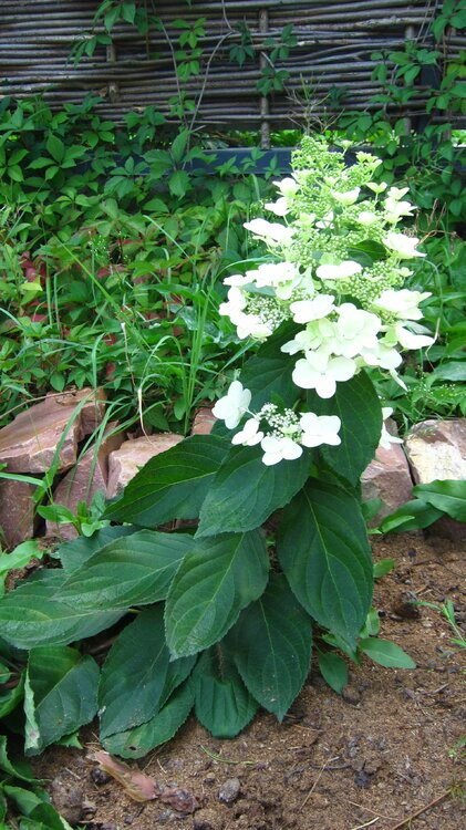 Изображение 2447.jpg