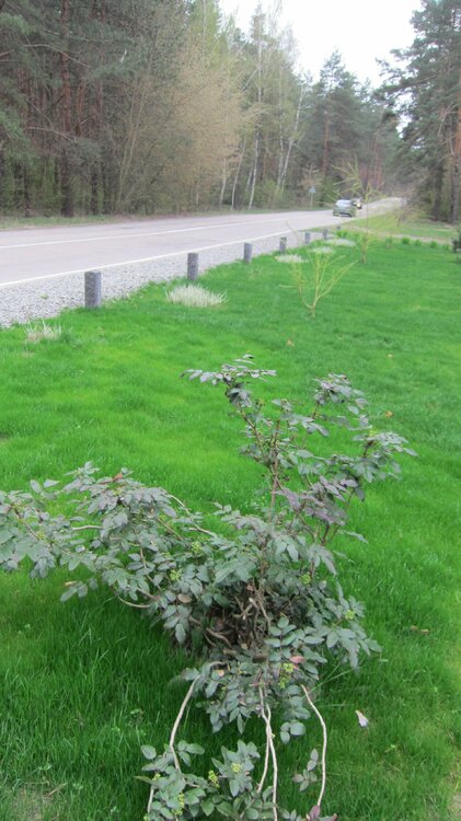 Изображение 2156.jpg