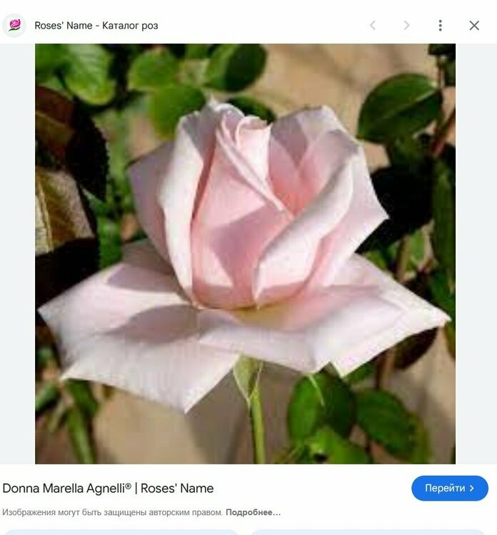 назва троянди.jpg