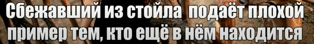 Сбежавший из стойла.jpg