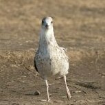 Валерия Васелискова