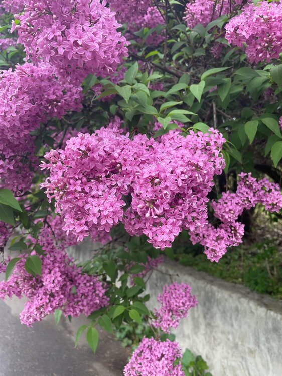 IMG_6385.jpeg
